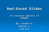 Red-Eared Slider An invasive species in Oregon By: Lauren H. Anuraj C. Zoe W.O.