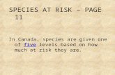 SPECIES AT RISK – PAGE 11 In Canada, species are given one of five levels based on how much at risk they are.