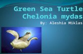 By: Aleshia Miklas. Summary The green sea turtle is one of the largest and most widespread of all the marine turtles. These marine animals inhabit tropical.