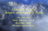 Cranial Fossa: Brain and Spinal Cord PA 481 A&P Tony Serino, Ph.D. Biology Dept. Misericordia Univ.