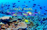 Coral Reefs By Melissa Cantwell and MaryClare Woodforde.