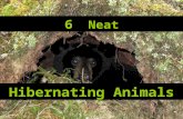 6 Neat Hibernating Animals. What is Hibernation? It is a state of inactivity or sleep that allows many animals to survive winter or seasons that bring.