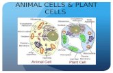ANIMAL CELLS & PLANT CELLS. BELL WORK What are three differences between plant & animal cells?