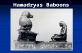 Hamadryas Baboons. Hamadryas vs Savanna Baboons Hamadryas… Arabia, N-E Africa: dry country, less fruit, less grass? Separate ~340,000 years Hamadryas.