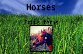 Horses Equus ferus caballus. Horse History Horse history can be traced back to a prehistoric animal known as the Candylarth which was about the size of.