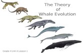 The Theory of Whale Evolution Grade 4 Unit 4 Lesson 1.