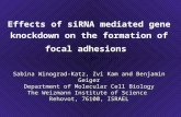 Effects of siRNA mediated gene knockdown on the formation of focal adhesions Sabina Winograd-Katz, Zvi Kam and Benjamin Geiger Department of Molecular.