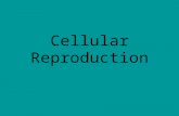 Cellular Reproduction. IPMAT Mitosis A process of cell division which results in the production of two daughter cells. Can be divided into 4 stages: