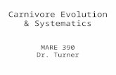 Carnivore Evolution & Systematics MARE 390 Dr. Turner.