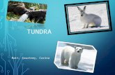 TUNDRA Matt, Courtney, Carina. WHERE IS ECOSYSTEM LOCATED? Located in the far northern part of the world by the North Pole One fifth of earth’s surface.