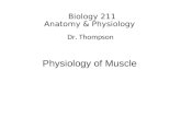 Biology 211 Anatomy & Physiology I Dr. Thompson Physiology of Muscle.