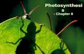 Photosynthesis - Chapter 8. Spinach Chromatography As the alcohol travels up the filter paper it carries leaf pigments. The small pigments travel farthest.