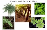 Ferns and Fern Allies. Ferns Shoot Primary Growth: Apical Cell.