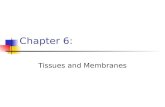 Chapter 6: Tissues and Membranes. A. 4 types of tissues Epithelial tissue Connective tissue Nervous tissue Muscular tissue.