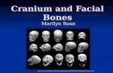 Cranium and Facial Bones Marilyn Rose .
