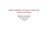 Bioremediation of Heavy Metals by Plants and Algae RIZWAN SARWAR PHD BOTANY ----ARID---