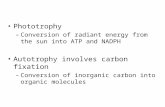 Phototrophy –Conversion of radiant energy from the sun into ATP and NADPH Autotrophy involves carbon fixation –Conversion of inorganic carbon into organic.