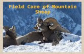 Field Care of Mountain Sheep. Avoid dragging your sheep If the sheep must be moved, roll it onto a heavy tarp before dragging Lifting the sheep is ideal.