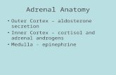 Adrenal Anatomy Outer Cortex – aldosterone secretion Inner Cortex – cortisol and adrenal androgens Medulla - epinephrine.
