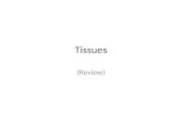 Tissues (Review). Tissues Tissues are made up of a group specialized cells Specialized cells are made due to different factors: