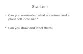 Starter : Can you remember what an animal and a plant cell looks like? Can you draw and label them?
