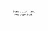 Sensation and Perception. The Basics What is sensation? – Stimulation of sensory receptors and the transmission of sensory information to the central.