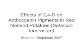 Effects of 2,4-D on Anthocyanin Pigments in Red Norland Potatoes (Solanum tuberosum) Shannon Engelman 2007.