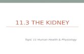 11.3 THE KIDNEY Topic 11 Human Health & Physiology.