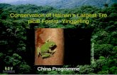 Conservation of Hainan’s Largest Tropical Forest -Yinggeling China Programme Photo by Lee Kwok Shing.