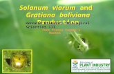 Solanum viarum and Gratiana boliviana Production Kenneth Hibbard ~ Biological Scientist III Fort Pierce Farmer’s Market.