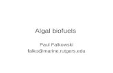 Algal biofuels Paul Falkowski falko@marine.rutgers.edu.