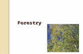 Forestry. Coniferous: cone bearing trees that keep their leaves all year round. Examples include Spruce and Pine. Coniferous trees account for 63% of.