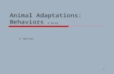 1 Animal Adaptations: Behaviors A 56-61 V. Martinez.