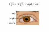 Eye- Eye Captain!. Conjunctiva The conjunctiva is the thin, transparent tissue that covers the outer surface of the eye. It begins at the outer edge.