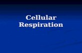 Cellular Respiration. Cellular Respiration – AKA Respiration The metabolic pathways by which carbohydrates are broken down into ATP The metabolic pathways.