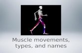 Muscle movements, types, and names. Types of body movements Every one of our our 600+ skeletal muscles is attached to bone or to other connective tissue.
