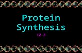 Protein Synthesis 12-3. 2 Steps of Protein Synthesis Transcription Translation.