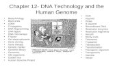 Chapter 12- DNA Technology and the Human Genome Biotechnology Blunt ends cDNA Conjugation DNA fingerprinting DNA ligase DNA microarrays F factor Gel electrophoresis.