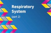 Respiratory System (part 2). breathing ●terrestrial- ventilate lungs by moving air into and out of respiratory tract ●ventilation is used to maintain.