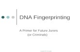 Copyright 2007 John Sayles DNA Fingerprinting A Primer for Future Jurors (or Criminals)