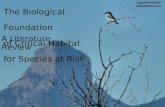 The Biological Foundation of Critical Habitat for Species at Risk A Literature Review Loggerhead Shrike astrobirdphoto.com.