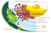 Endomembrane Systems By: Cate R. Lindsay M. Alexandra L. Alex D.