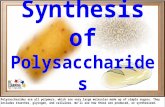 Polysaccharides are all polymers, which are very large molecules made up of simple sugars. They includes starches, glycogen, and cellulose. We’ll see how.