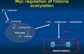 Myc regulation of histone acetylation TCA cycle [U- 13 C] Glucose [U- 13 C]-Pyruvate 13 C-FA, 13 C-acetate and 13 C-acetoacetate 13 C-Ac GCN5 [U- 13 C]-Acetyl-CoA.