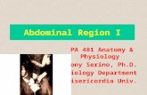 Abdominal Region I PA 481 Anatomy & Physiology Tony Serino, Ph.D. Biology Department Misericordia Univ.