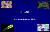 E.Coli By: Kennedy Carter &B.C.. E.Coli is a bacteria that is found in the gut. Most E.Coli has no harm to human health. However, 0157:H7 wich can cause.