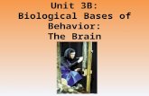 Unit 3B: Biological Bases of Behavior: The Brain.