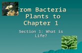 From Bacteria Plants to Chapter 1 Section 1: What is Life?
