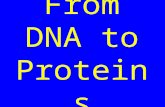 From DNA to Proteins. RNAPROTEINS transcriptiontranslation in-text, p. 201 DNA Proteins are coded for by Genes- long stretches of DNA that code for.