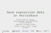 VectorBase Gene expression data in VectorBase Fotis Kafatos, George Christophides, Bob MacCallum & Seth Redmond Imperial College London (thanks also to.